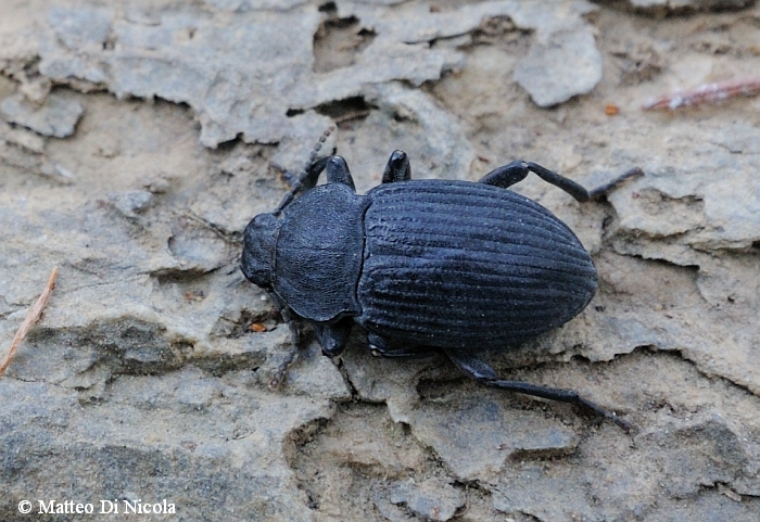 Tenebrionidae da identificare: Dendarus coarcticollis